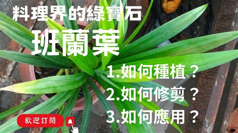 班蘭葉種植方法|生活中的綠寶石